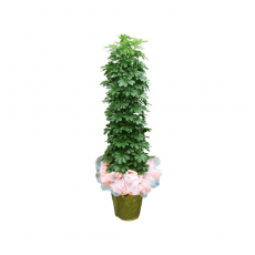 관엽식물-홍콩-39